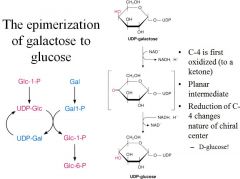 Define the epimerization of glactose to glucose?