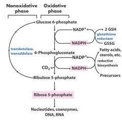 Draw the pentose phosphate pathway starting with glucose 6 phosphate?