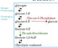 Enzymes for glycogen breakdown?