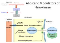 Allosteric modulators of hexokinase?