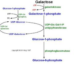 Draw the pathway for galactose to enter into glycolysis?