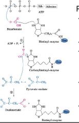 What cofactors are required by pyruvate carboxylase for conversion to oxaloaetate?