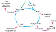 What are some other roles for:
citrate?
alpha-ketoglutarate?
succinyl CoA?
oxaloacetate?