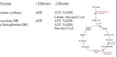 What are the positive and negative effectors for the three CA regulation points?
citrate synthase
isocitrate DH
alpha-ketoglutarate DH