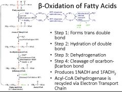 Beta oxidation of fatty acids information.
