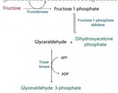 Getting fructose into glycolysis
