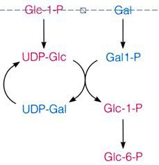 The epimerization of galactose to glucose