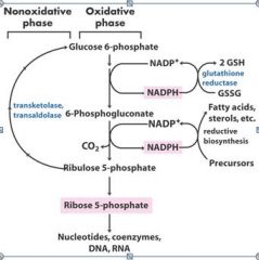 the pentose phosphate pathway