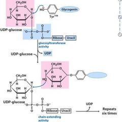 How to make a glycogen particle de nuovo…