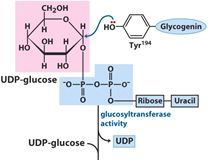 what molecules are needed to create and start glycogen?