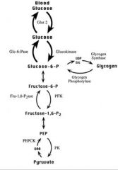 Regulation of glucose metabolism