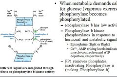Muscle glycogen phosphorylase is regulated by phosphorylation
