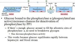 Glycogen phosphorylase of liver cells also serve as a direct sensor of [glucose]