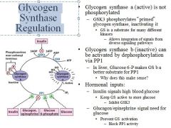 Glycogen Synthase Regulation