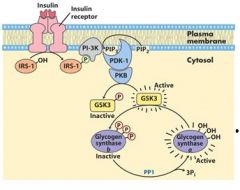 How GSK3 is regulated by Insulin