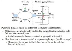 Regulation of pyruvate kinase