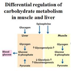 Differential regulation of carbohydrate metabolism in muscle and liver