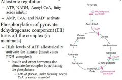 Regulation of the Pyruvate Dehydrogenase Complex