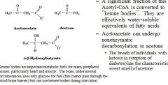 Acetyl-CoA can be made into “ketone bodies”