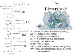 What are the four major enzymes for FA biosynthesis?