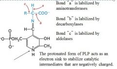 PLP catalyzes many reactions of amino acids