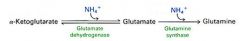 Using glutamate, what two enzymes take alpha-ketoglutarate to glutamate to glutamine?