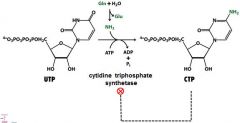cytidine triphosphate synthetase (cytidylate synthetase),  CTP is the feedback inhibitor