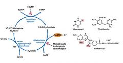 Fluorouracil becomes FdUMP though the de novo pyrimidine pathway covalently binding to thymidylate synthetase halting the production of dTMP.
