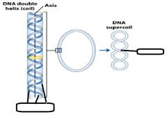 In DNA supercoiling these two are called?