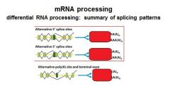 What is the mature mRNA?