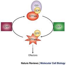 GTPase Activating Protein
