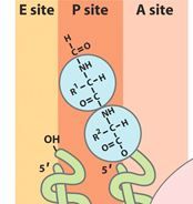 That the tRNA's have shifted and the one in the P site is now partially in the E site, and the one in the A site is now partially in the P site.