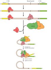1. Spliceosomes carry out splicing, made of small nuclear snRNAs, proteins and mRNAs to make up the small ribonucleoprotein, which form the complex.

2. U1 binds to upstream GU, and U2 binds to A at branch point U4&6 + U5 displace U1 and form c...