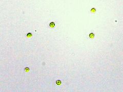 Chlorella 10X, photoautotrophic, single-celled, and non-motile (40X at the left)