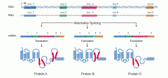 When different proteins can be made by the splicing out of particular exons 