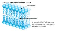 Lipid Bilayer
