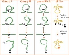 Found in pre-rRNA, mRNA and tRNA and is autocatalytically spliced out

Induced by free GTP binding to active site formed by the intron sequence itself