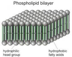 The inside of the phospholipid bilayer