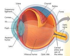 הרשתית
innermost layer, containts the photoreceptors cells, the optic nerve attaches to the eye at the optic disk, forming a blind spot on the retina