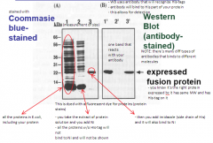 Lane 1: The lysate from E. coli - contains all proteins


 


Lane 2: The "flow-through" from the Ni-affinity column


 


Lane 3: The purified expressed (His-tagged) fusion protein eluted from column with 400 mM imidazole


 


Lan...