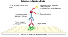 Are used to purify or detect protein


 


Uses an antibody which is recognizing something particle like a his-tag


 


Has detection signal that produces fluorescent compounds


 


Has a primary antibody that recognizies the His-...