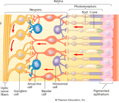 Amacrine cells distribute some information fromone bipolar cell to several ganglion cells. Lateral inhibitionis repeated by the interactions of the amacrine cells with theganglion cells and occurs at all levels of visual processing inthe brain.