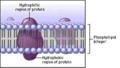 Phospholipids and Protein