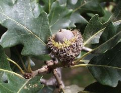 
(fruit) a prickly or spiny husk enclosing the seed