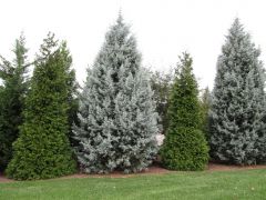 Cone-bearing trees. The "evergreens"