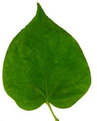 (leaf) heart-shaped at the petiole end or base.