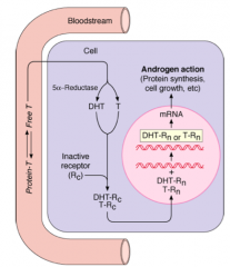 - T converted to DHT by 5α-Reductase in target tissue
- Both T and DHT can bind to the receptor, but DHT has greater activity at receptor
- Both DHT-R and T-R can diffuse into nucleus and stimulate protein synthesis, cell growth, etc.
