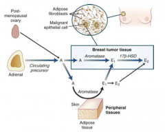 Aromatase inhibitors that inhibit conversion of Androgens (Androstenedione) to Estrogens (Estrone, E1, and Estradiol, E2), which stimulate the cancer growth