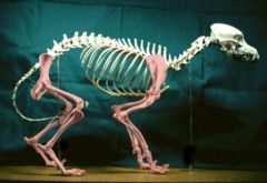 What are the two general groups of bones? (The white bones vs. the pink bones)