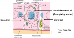 endocrine cells for secretion, surrounded by nerve terminals and clara cells